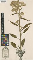Original material of Celosia cristata L. [family AMARANTHACEAE]