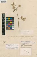Lectotype of Gomphrena flava L. [family AMARANTHACEAE]