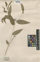 Type of Disporum calcaratum D.Don [family ASPARAGACEAE]