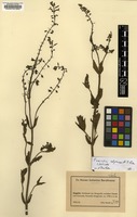 Isotype of Fuerstia adpressa A.J.Paton [family LAMIACEAE]