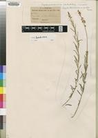 Type of Polygala hottentota C.Presl [family POLYGALACEAE]