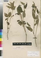 Type of Thunbergia mollis Lindau [family ACANTHACEAE]