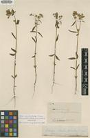 Isotype of Sebaea oldenlandoides S.Moore [family GENTIANACEAE]