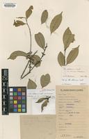 Isotype of Ilex celebensis S.Andrews var. ranauana [family AQUIFOLIACEAE]