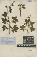 Type of Rubus villosus Aiton [family ROSACEAE]