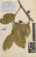 Type of Adinandra angulata Ridl. [family THEACEAE]