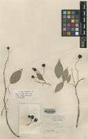 Isotype of Rosa filipes Rehder & E.H.Wilson [family ROSACEAE]