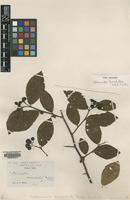 Type of Cotoneaster foveolatus Rehder & E.H.Wilson [family ROSACEAE]