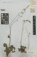 Type of Heuchera parvifolia Nutt. ex Torr. & A.Gray [family SAXIFRAGACEAE]