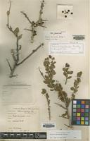 Isotype of Schinus marchandii Barkley [family ANACARDIACEAE]