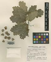 Isotype of Quercus x henriquesii Franco & Vasc. [family FAGACEAE]