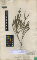 Lectotype of Salsola tamariscina Pall. [family CHENOPODIACEAE]