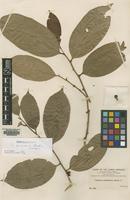 Isotype of Lacistema orinocense Baehni [family FLACOURTIACEAE]