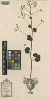 Original material of Saxifraga rotundifolia L. [family SAXIFRAGACEAE]
