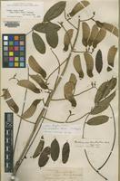 Isotype of Machaerium bracteatum Benth. [family LEGUMINOSAE]