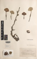Isoneotype of Trapa natans L. [family TRAPACEAE]