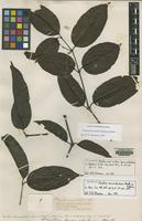Syntype of Gnetum paniculatum Spruce ex Benth. [family GNETACEAE]