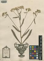 Original material of Achillea alpina L. [family ASTERACEAE]