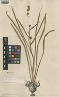 Original material of Sparganium erectum L. [family SPARGANIACEAE]