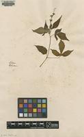 Original material of Croton lobatum L. [family EUPHORBIACEAE]