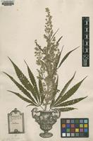 Lectotype of Cannabis sativa L. [family CANNABACEAE]