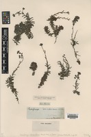 Type of Saxifraga atrorubens Bertol. [family SAXIFRAGACEAE]