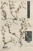 Type of Potentilla decipiens Jord. [family ROSACEAE]