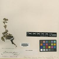 Type of Potentilla glauca Moris [family ROSACEAE]
