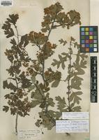 Lectotype of Crataegus monogyna Jacq. [family ROSACEAE]