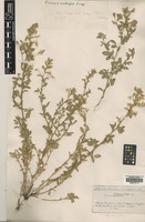 Type? of Ononis ambigua Lange [family FABACEAE]