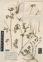 Isotype of Erodium sennenii Bianor [family GERANIACEAE]