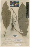 Isotype of Mangifera longipetiolata King [family ANACARDIACEAE]