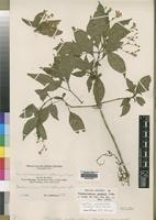 Isotype of Thamnojusticia amabilis Mildbr. [family ACANTHACEAE]
