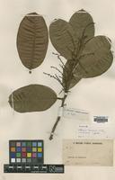 Isotype of Nothopegia borneensis Ridl. [family ANACARDIACEAE]