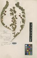 Isolectotype of Cassia rotundifolia Benth. var. grandiflora [family LEGUMINOSAE]