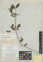 Isotype of Nyssanthes erecta R.Br. [family AMARANTHACEAE]