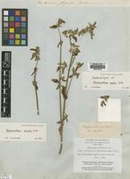 Isolectotype of Nyssanthes media R.Br. [family AMARANTHACEAE]