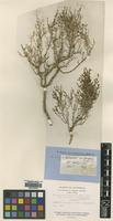 Type of Salicornia arbuscula R.Br. [family CHENOPODIACEAE]