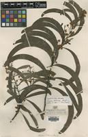 Isolectotype of Acacia latescens Benth. [family LEGUMINOSAE]