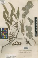 Isotype of Eucalyptus rubida Deane & Maiden [family MYRTACEAE]