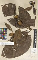 Type of Nauclea superba S.Moore [family RUBIACEAE]