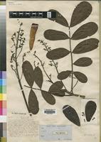 Type of Swietenia angolensis Welw. [family MELIACEAE]