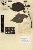 Type of Uragoga hirsuticalyx R.D.Good [family RUBIACEAE]