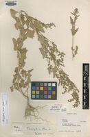 Holotype of Chenopodium perttii Sukhor. [family CHENOPODIACEAE]