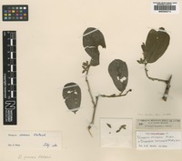 Syntype of Diospyros shirensis Hiern [family EBENACEAE]