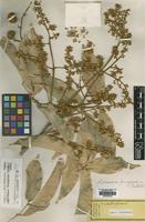 Isotype of Hebecoccus ferrugineus Radlk. [family SAPINDACEAE]
