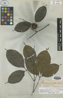 Isotype of Castanella paullinioides Spruce ex Hook.f. [family SAPINDACEAE]
