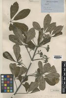 Type of Vitex puberula Baker [family VERBENACEAE]