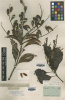 Type of Roupala pyrifolia Salisb. & Knight [family PROTEACEAE]