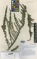 Isotype of Coprosma fowerakeri D.A.Norton & de Lange [family RUBIACEAE]